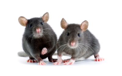 Rats : Dommages moraux et diminution de loyer