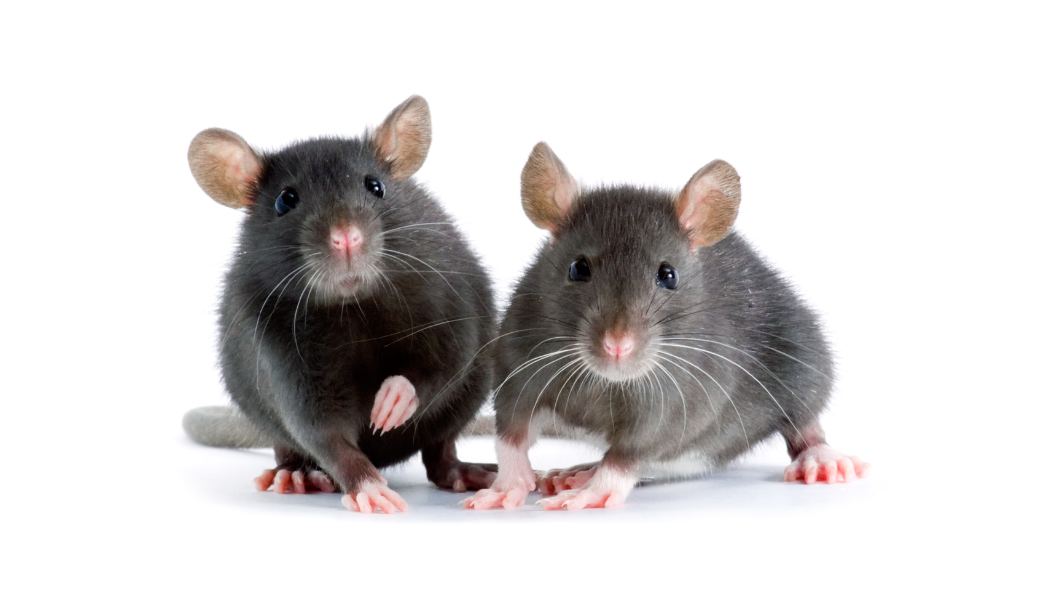 Rats : Dommages moraux et diminution de loyer